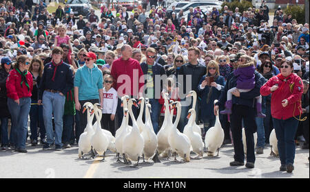 Stratford, Kanada. 2. April 2017. Eine Schar von Schwänen machen ihren Weg in Richtung der Avon River während der 2017 Schwan Parade in Stratford, Ontario, Canada, 2. April 2017. Die jährliche traditionelle Parade fand am Sonntag zur Feier der Ankunft des Frühlings in diesem Jahr. Bildnachweis: Zou Zheng/Xinhua/Alamy Live-Nachrichten Stockfoto