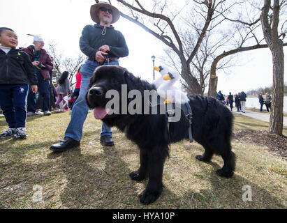 Stratford, Kanada. 2. April 2017. Ein Hund mit zwei Schwan Spielzeug wird während der 2017 Schwan-Parade in Stratford, Ontario, Canada, 2. April 2017 gesehen. Die jährliche traditionelle Parade fand am Sonntag zur Feier der Ankunft des Frühlings in diesem Jahr. Bildnachweis: Zou Zheng/Xinhua/Alamy Live-Nachrichten Stockfoto