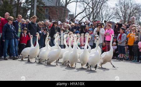 Stratford, Kanada. 2. April 2017. Eine Schar von Schwänen machen ihren Weg in Richtung der Avon River während der 2017 Schwan Parade in Stratford, Ontario, Canada, 2. April 2017. Die jährliche traditionelle Parade fand am Sonntag zur Feier der Ankunft des Frühlings in diesem Jahr. Bildnachweis: Zou Zheng/Xinhua/Alamy Live-Nachrichten Stockfoto