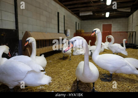 Stratford, Ontario, Kanada, 2. April 2017. Herde von Höckerschwäne (Cygnus Olor) in ihrem Gehege kurz vor marschieren durch die Straßen von Stratford für die Stratford jährlichen Schwan-Parade, wenn sie zum Fluss Avon in der Feier der Ankunft des Frühlings zurück. Bildnachweis: Rubens Alarcon/Alamy Live-Nachrichten. Stockfoto