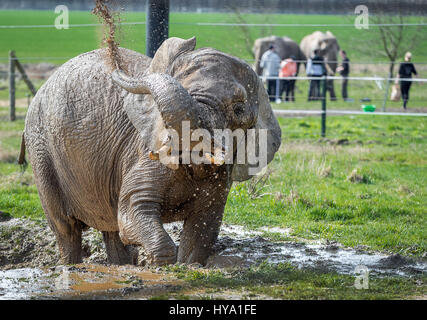 Platschow, Deutschland. 31. März 2017. Elefant Kuh Kenia nimmt ein Bad in der Elefanten-Farm in Platschow, Deutschland, 31. März 2017. Vor zwölf Jahren die Zirkusfamilie Frankello aus Mecklenburg verlassen das Geschäft und ließ sich mit ihren Elefanten in der kleinen Stadt in der Nähe der Landesgrenze zu Brandenburg. Zeichen an der Hauptstraße jetzt verkünden Platschow die "Elefanten-Stadt". Foto: Jens Büttner/Dpa-Zentralbild/Dpa/Alamy Live News Stockfoto