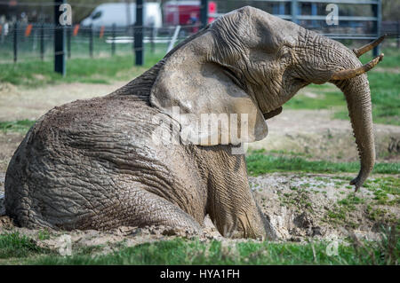 Platschow, Deutschland. 31. März 2017. Elefant Kuh Kenia nimmt ein Bad in der Elefanten-Farm in Platschow, Deutschland, 31. März 2017. Vor zwölf Jahren die Zirkusfamilie Frankello aus Mecklenburg verlassen das Geschäft und ließ sich mit ihren Elefanten in der kleinen Stadt in der Nähe der Landesgrenze zu Brandenburg. Zeichen an der Hauptstraße jetzt verkünden Platschow die "Elefanten-Stadt". Foto: Jens Büttner/Dpa-Zentralbild/Dpa/Alamy Live News Stockfoto