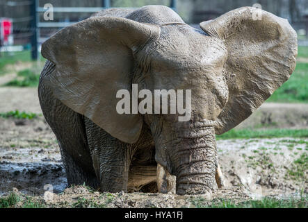 Platschow, Deutschland. 31. März 2017. Elefant Kuh Kenia nimmt ein Bad in der Elefanten-Farm in Platschow, Deutschland, 31. März 2017. Vor zwölf Jahren die Zirkusfamilie Frankello aus Mecklenburg verlassen das Geschäft und ließ sich mit ihren Elefanten in der kleinen Stadt in der Nähe der Landesgrenze zu Brandenburg. Zeichen an der Hauptstraße jetzt verkünden Platschow die "Elefanten-Stadt". Foto: Jens Büttner/Dpa-Zentralbild/Dpa/Alamy Live News Stockfoto