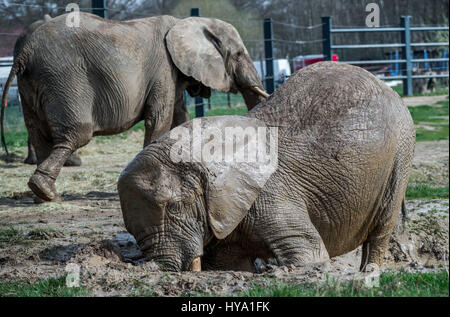 Platschow, Deutschland. 31. März 2017. Elefant Kuh Kenia nimmt ein Bad in der Elefanten-Farm in Platschow, Deutschland, 31. März 2017. Vor zwölf Jahren die Zirkusfamilie Frankello aus Mecklenburg verlassen das Geschäft und ließ sich mit ihren Elefanten in der kleinen Stadt in der Nähe der Landesgrenze zu Brandenburg. Zeichen an der Hauptstraße jetzt verkünden Platschow die "Elefanten-Stadt". Foto: Jens Büttner/Dpa-Zentralbild/Dpa/Alamy Live News Stockfoto