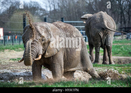 Platschow, Deutschland. 31. März 2017. Elefant Kuh Kenia nimmt ein Bad in der Elefanten-Farm in Platschow, Deutschland, 31. März 2017. Vor zwölf Jahren die Zirkusfamilie Frankello aus Mecklenburg verlassen das Geschäft und ließ sich mit ihren Elefanten in der kleinen Stadt in der Nähe der Landesgrenze zu Brandenburg. Zeichen an der Hauptstraße jetzt verkünden Platschow die "Elefanten-Stadt". Foto: Jens Büttner/Dpa-Zentralbild/Dpa/Alamy Live News Stockfoto