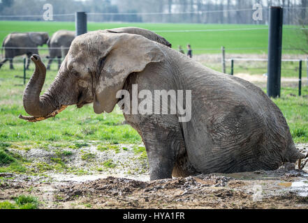 Platschow, Deutschland. 31. März 2017. Elefant Kuh Kenia nimmt ein Bad in der Elefanten-Farm in Platschow, Deutschland, 31. März 2017. Vor zwölf Jahren die Zirkusfamilie Frankello aus Mecklenburg verlassen das Geschäft und ließ sich mit ihren Elefanten in der kleinen Stadt in der Nähe der Landesgrenze zu Brandenburg. Zeichen an der Hauptstraße jetzt verkünden Platschow die "Elefanten-Stadt". Foto: Jens Büttner/Dpa-Zentralbild/Dpa/Alamy Live News Stockfoto