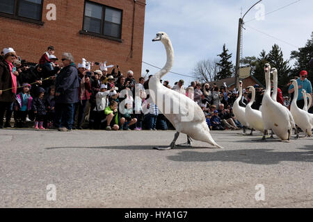 Stratford, Ontario, Kanada, 2. April 2017. Schwäne auf der Linie. Tausende von Menschen versammeln sich zur jährlichen Swan Parade in Stratford, wenn die Herde der stummen Schwäne (Cygnus olor) der Stadt zum Avon River zurückkehren, um den Frühling zu feiern. Kredit: Rubens Alarcon/Alamy Live Nachrichten. Stockfoto