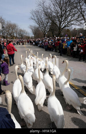 Stratford, Ontario, Kanada, 2. April 2017. Schwäne auf der Linie. Tausende von Menschen versammeln sich zur jährlichen Swan Parade in Stratford, wenn die Herde der stummen Schwäne (Cygnus olor) der Stadt zum Avon River zurückkehren, um den Frühling zu feiern. Kredit: Rubens Alarcon/Alamy Live Nachrichten. Stockfoto