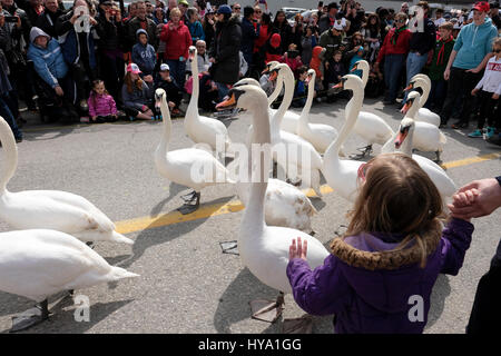 Stratford, Ontario, Kanada, 2. April 2017. Schwäne auf der Linie. Tausende von Menschen versammeln sich zur jährlichen Swan Parade in Stratford, wenn die Herde der stummen Schwäne (Cygnus olor) der Stadt zum Avon River zurückkehren, um den Frühling zu feiern. Kredit: Rubens Alarcon/Alamy Live Nachrichten. Stockfoto