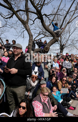 Stratford, Ontario, Kanada, 2. April 2017. Zuschauer beobachten und zu fotografieren die Stratford jährliche Swan-Parade, wenn die Stadt Schwäne zum Fluss Avon in der Feier der Ankunft des Frühlings zurück. Bildnachweis: Rubens Alarcon/Alamy Live-Nachrichten. Stockfoto