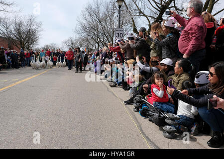 Stratford, Ontario, Kanada, 2. April 2017. Tausende von Menschen versammeln sich für der Stratford jährliche Swan-Parade, wenn die Stadt Herde der Höckerschwäne (Cygnus Olor) zum Fluss Avon in der Feier der Ankunft des Frühlings zurück. Bildnachweis: Rubens Alarcon/Alamy Live-Nachrichten. Stockfoto