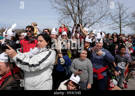 Stratford, Ontario, Kanada, 2. April 2017. Zuschauer beobachten und zu fotografieren die Stratford jährliche Swan-Parade, wenn die Stadt Schwäne zum Fluss Avon in der Feier der Ankunft des Frühlings zurück. Bildnachweis: Rubens Alarcon/Alamy Live-Nachrichten. Stockfoto