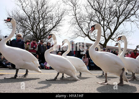 Stratford, Ontario, Kanada, 2. April 2017. Schwäne auf der Linie. Tausende von Menschen versammeln sich zur jährlichen Swan Parade in Stratford, wenn die Herde der stummen Schwäne (Cygnus olor) der Stadt zum Avon River zurückkehren, um den Frühling zu feiern. Kredit: Rubens Alarcon/Alamy Live Nachrichten. Stockfoto