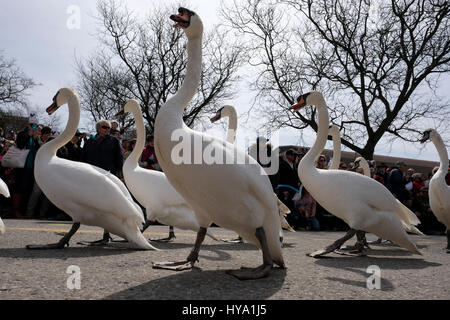 Stratford, Ontario, Kanada, 2. April 2017. Tausende von Menschen versammeln sich für der Stratford jährliche Swan-Parade, wenn die Stadt Herde der Höckerschwäne (Cygnus Olor) zum Fluss Avon in der Feier der Ankunft des Frühlings zurück. Bildnachweis: Rubens Alarcon/Alamy Live-Nachrichten. Stockfoto