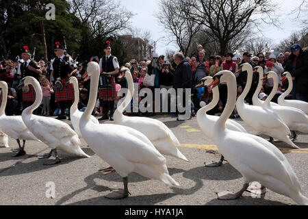 Stratford, Ontario, Kanada, 2. April 2017. Schwäne auf der Linie. Tausende von Menschen versammeln sich zur jährlichen Swan Parade in Stratford, wenn die Herde der stummen Schwäne (Cygnus olor) der Stadt zum Avon River zurückkehren, um den Frühling zu feiern. Kredit: Rubens Alarcon/Alamy Live Nachrichten. Stockfoto