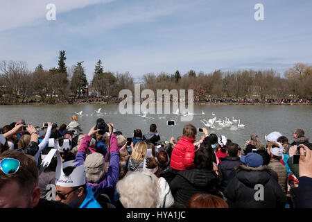 Stratford, Ontario, Kanada, 2. April 2017. Tausende von Menschen versammeln sich zum der Stratford jährliche Swan-Parade, wenn die Stadt Schwäne zum Fluss Avon in der Feier der Ankunft des Frühlings zurück. Bildnachweis: Rubens Alarcon/Alamy Live-Nachrichten. Stockfoto