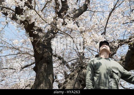 Tokio, Japan. 3. April 2017. Ein Mann posiert für ein Foto unter den Kirschblüten am Meguro Fluss von einer Brücke in Tokio. Anzeigen von Kirschblüten ist ein Volkssport und kulturelle Veranstaltung in Japan, wo Millionen von Menschen entpuppen sich um jährlich zu bewundern. Bildnachweis: Alessandro Di Ciommo/ZUMA Draht/Alamy Live-Nachrichten Stockfoto