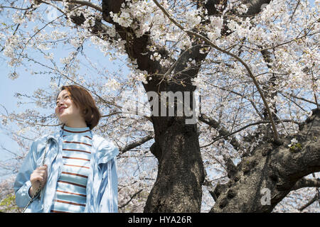 Tokio, Japan. 3. April 2017. Eine Frau posiert für ein Foto unter den Kirschblüten am Meguro Fluss von einer Brücke in Tokio. Anzeigen von Kirschblüten ist ein Volkssport und kulturelle Veranstaltung in Japan, wo Millionen von Menschen entpuppen sich um jährlich zu bewundern. Bildnachweis: Alessandro Di Ciommo/ZUMA Draht/Alamy Live-Nachrichten Stockfoto