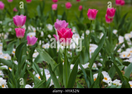 Westminster. London, UK. 3. April 2017. Tulpen blühen in einer Westminster Parken Credit: Dinendra Haria/Alamy Live News Stockfoto