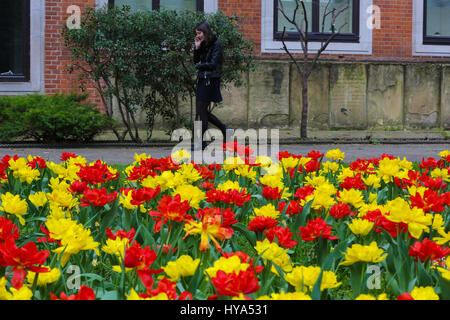 Westminster. London, UK. 3. April 2017. Tulpen blühen in einer Westminster Parken Credit: Dinendra Haria/Alamy Live News Stockfoto