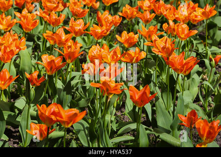 Westminster. London, UK. 3. April 2017. Tulpen blühen in einer Westminster Parken Credit: Dinendra Haria/Alamy Live News Stockfoto