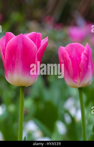 Westminster. London, UK. 3. April 2017. Tulpen blühen in einer Westminster Parken Credit: Dinendra Haria/Alamy Live News Stockfoto