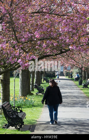 Greenwich, London, Vereinigtes Königreich. 3. April 2017. Sonniges Wetter und warmen Temperaturen haben heute im Greenwich Park genossen. Bildnachweis: Rob Powell/Alamy Live-Nachrichten Stockfoto