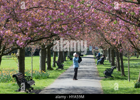 Greenwich, London, Vereinigtes Königreich. 3. April 2017. Sonniges Wetter und warmen Temperaturen haben heute im Greenwich Park genossen. Bildnachweis: Rob Powell/Alamy Live-Nachrichten Stockfoto