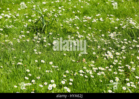 St James Park. London, UK. 3. April 2017. Blumen Blüten in St James Park. Bildnachweis: Dinendra Haria/Alamy Live-Nachrichten Stockfoto