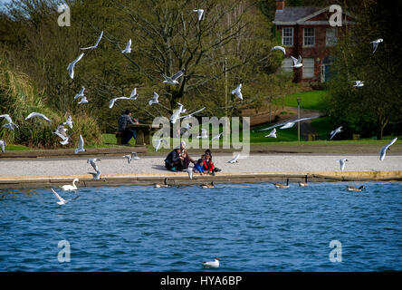 Bolton, Lancashire, UK. 3. April 2017. Großbritannien Wetter. Ein schöner warmer Frühlingstag zu Beginn der Osterferien finden Sie Dutzende von Familien in der Sonne bei Moses Gate Country Park, Bolton, Lancashire nehmen. Welchen besseren Weg für den Nachmittag als durch die Fütterung der Wildgeflügel. Bild von Paul Heyes, Montag, 3. April 2017. Bildnachweis: Paul Heyes/Alamy Live-Nachrichten Stockfoto