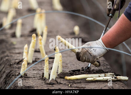 Woebbelin, Deutschland. 3. April 2017. Polnische Helfer ernten den ersten Spargel der Saison auf einem Feld in der Nähe von Woebbelin, Deutschland, 3. April 2017. Der erste Spargel geerntet wurde auf Denissen Farm in der Nähe von Ludwigslust. Im Jahr 2016 wurde Spargel auf insgesamt 219 ha im Nordosten Deutschlands angebaut. Traditionell wird Spargel bis Saint John Silvester am 24. Juni geerntet. Foto: Jens Büttner/Dpa-Zentralbild/Dpa/Alamy Live News Stockfoto