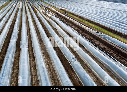 Woebbelin, Deutschland. 3. April 2017. Polnische Ernte Hände ziehen thermische Folie beiseite, den ersten Spargel der Saison auf einem Feld in der Nähe von Woebbelin, Deutschland, 3. April 2017 zu ernten. Der erste Spargel geerntet wurde auf Denissen Farm in der Nähe von Ludwigslust. Im Jahr 2016 wurde Spargel auf insgesamt 219 ha im Nordosten Deutschlands angebaut. Traditionell wird Spargel bis Saint John Silvester am 24. Juni geerntet. Foto: Jens Büttner/Dpa-Zentralbild/Dpa/Alamy Live News Stockfoto