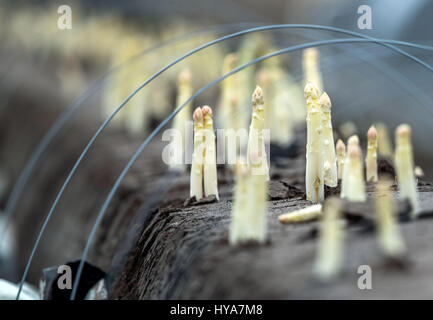 Woebbelin, Deutschland. 3. April 2017. Spargel wächst auf einem Feld in der Nähe von Woebbelin, Deutschland, 3. April 2017. Der erste Spargel geerntet wurde auf Denissen Farm in der Nähe von Ludwigslust. Im Jahr 2016 wurde Spargel auf insgesamt 219 ha im Nordosten Deutschlands angebaut. Traditionell wird Spargel bis Saint John Silvester am 24. Juni geerntet. Foto: Jens Büttner/Dpa-Zentralbild/Dpa/Alamy Live News Stockfoto