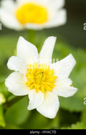 Weißen Blüten der ausgewählten Form der Frühling blühenden Marsh Marigold, Caltha Palustris 'Alba' Stockfoto