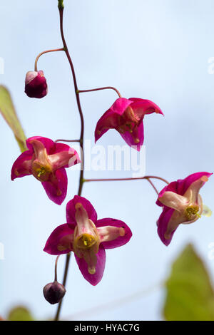 Roten Frühlingsblumen in der Sammlung der winterharte mehrjährige Barrenwort, Epimedium rubrum Stockfoto