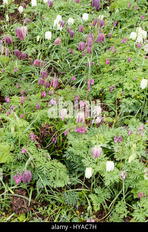 Glockenblumen, der Kopf der Schlange Fritillary, Fritillaria Meleagris, wachsen durch das farnartige Laub der Dicentra Formosa in eine Kupplung Pflanzung im Frühjahr Stockfoto