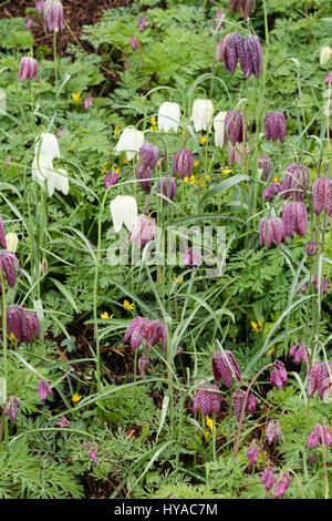 Glockenblumen, der Kopf der Schlange Fritillary, Fritillaria Meleagris, wachsen durch das farnartige Laub der Dicentra Formosa in eine Kupplung Pflanzung im Frühjahr Stockfoto