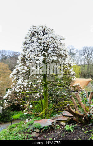 Die konische Form des Magnolia X loebneri 'Merrill' ist mit weißen Frühling blüht im Garden House, Devon erstickt. Stockfoto