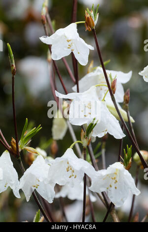 Weiße Blumen Sping der sommergrüne Azalee, Rhododendron Quinquefolium, hängen in kleinen Traversen Stockfoto