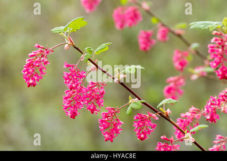 Rote Blüten im Vorfrühling blühen Blüte Johannisbeere, Ribes Sanguineum "Red Pimpernel" Stockfoto