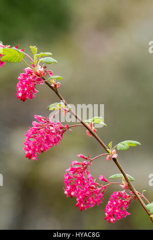 Rote Blüten im Vorfrühling blühen Blüte Johannisbeere, Ribes Sanguineum "Red Pimpernel" Stockfoto