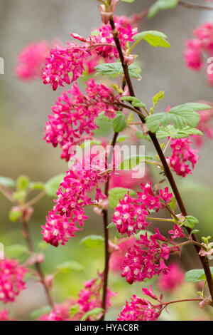 Rote Blüten im Vorfrühling blühen Blüte Johannisbeere, Ribes Sanguineum "Red Pimpernel" Stockfoto