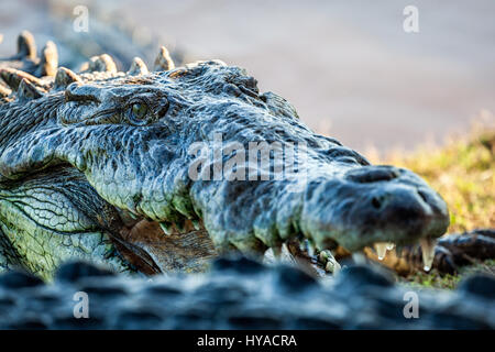 Nahaufnahme von einem Krokodil in der Nähe von San Blas, Nayarit, Mexiko. Stockfoto