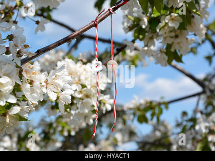 Weiße und rote Fäden zusammengebunden, wie Armbänder, hängen in den Ast eines Baumes Kirschblüte Stockfoto