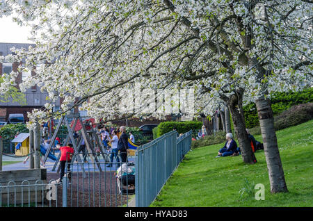 Zierbäume in zarten weißen Kirschblüten bedeckt Überhang der Kinderspielplatz im Bachelor Acre, Windsor, UK. Stockfoto