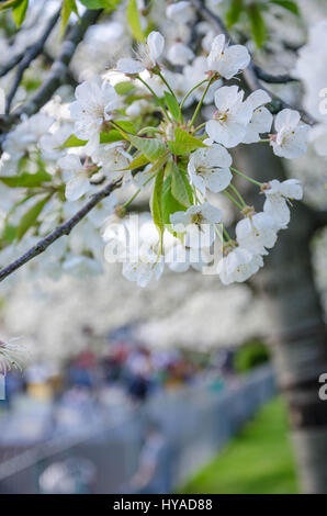 Eine Detailansicht der Kirschblüte an einem blühenden Kirschbäume-Baum. Stockfoto