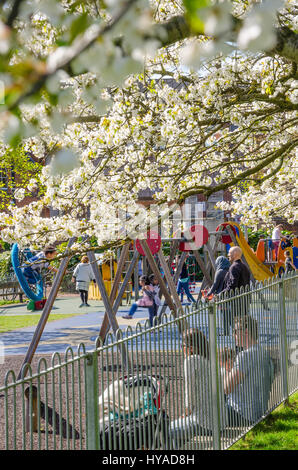 Blick Vergangenheit Zierbäume bedeckt in zarten weißen Kirschblüten auf Familien spielen auf dem Kinderspielplatz an Junggesellen Acre, Windsor, UK Stockfoto