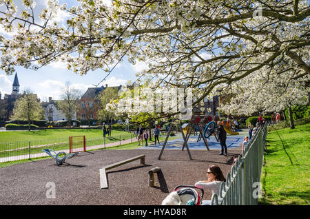 Zweige der Zierbaum, bedeckt in weißen Kirschblüten erreichen, auf dem Spielplatz im Bachelor ha großen Park in Windsor, Berkshire, UK. Stockfoto