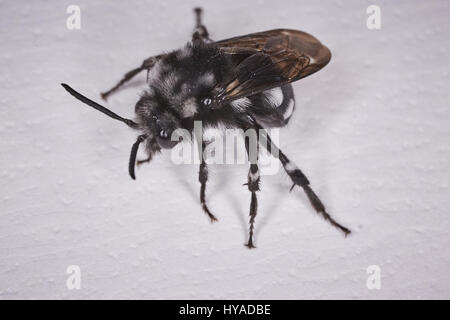 Schwarze Fliege Makro Stockfoto