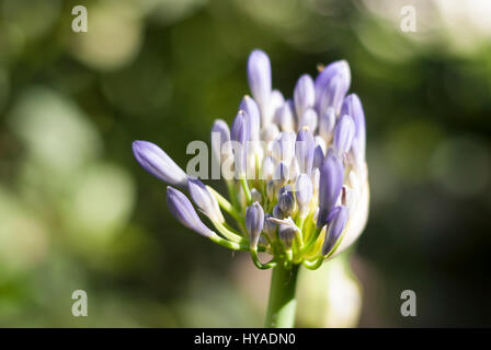 Blaue Schmucklilie, Agapanthus Africanus Blumen Stockfoto